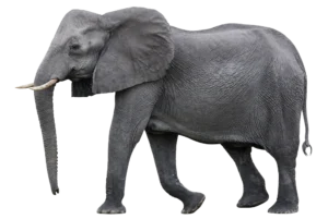 ゾウ
