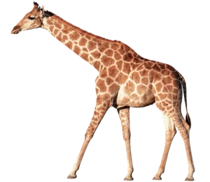 キリン