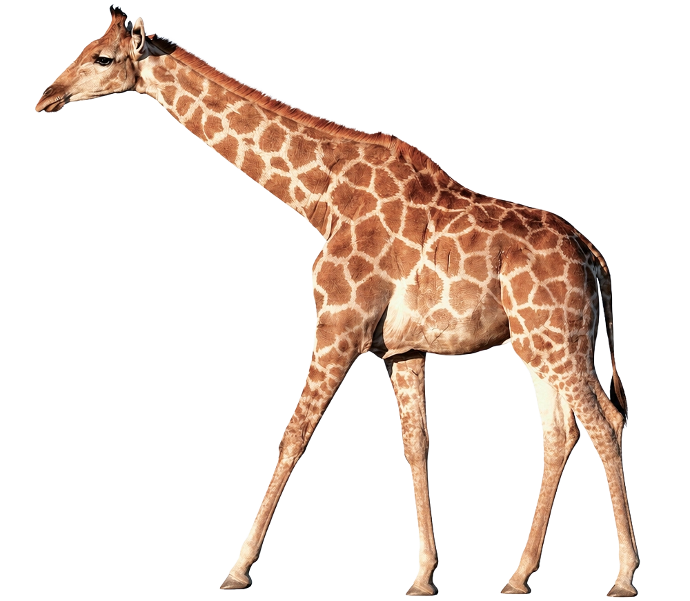 キリン