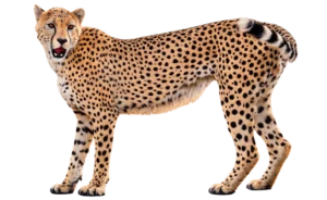 チーター