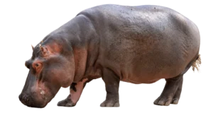 カバ