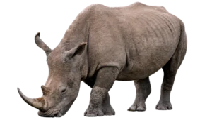 サイ