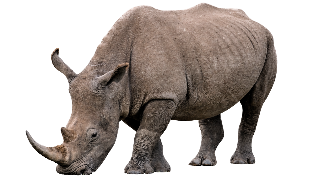 サイ